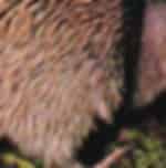 Double delights of Willowbank Tour and Maori Concert