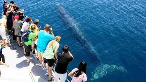 Thrilling eco cruise experience at Hauraki Gulf Marine Park and surrounding