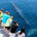 Thrilling eco cruise experience at Hauraki Gulf Marine Park and surrounding