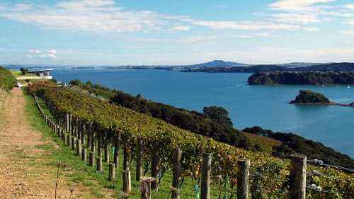 Delicious wine tasting and study about different wines at Waiheke Island