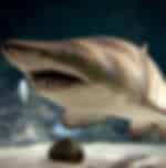 Checking out the exciting shark dive experience at Kelly Tarlton Cage