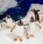 A trip to Kelly Tarlton Sea Life Aquarium - Admissions included