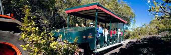 Interesting Rangitoto Volcanic Explorer Tour with 360-degree views of the water and city skyline