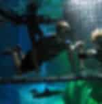 Kelly Tarlton Shark Cage Experience
