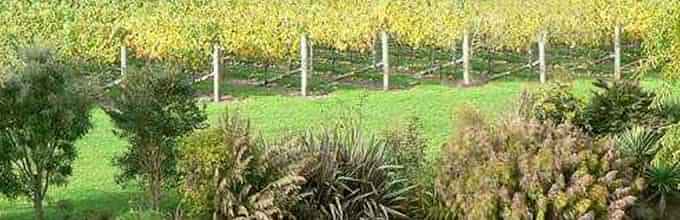 Wine-tasting experience and scenic views during the West Coast Wine Tour