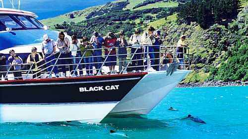 Akaroa harbour nature cruise exposed to majestic scenery and stunning wildlife 