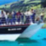 Akaroa harbour nature cruise exposed to majestic scenery and stunning wildlife