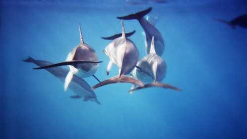 Complete water fun whilst swimming alongside adorable dolphins in Kaikoura under complete guidance