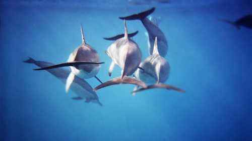 Complete water fun whilst swimming alongside adorable dolphins in Kaikoura under complete guidance