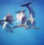 Complete water fun whilst swimming alongside adorable dolphins in Kaikoura under complete guidance