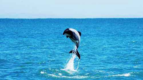 Akaroa Harbour Nature Cruise - Cruise through majestic Akaroa scenery