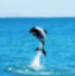 Akaroa Harbour Nature Cruise - Cruise through majestic Akaroa scenery