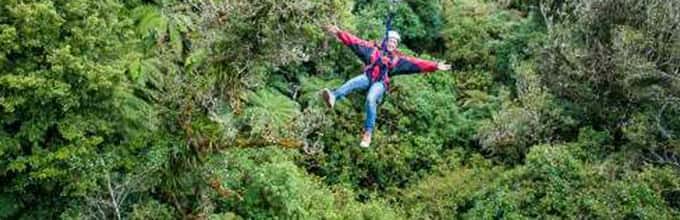 Native Forest Canopy Tour - Soaring through the lush green forests