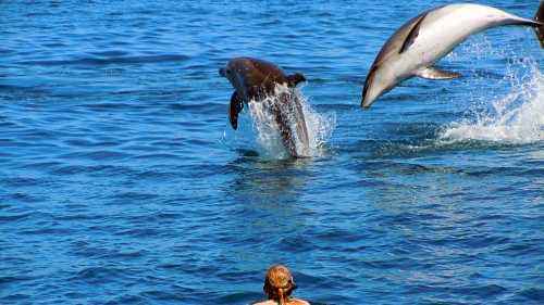 Grand sailing experience at Bay of Islands and exciting dolphin adventure