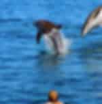 Grand sailing experience at Bay of Islands and exciting dolphin adventure