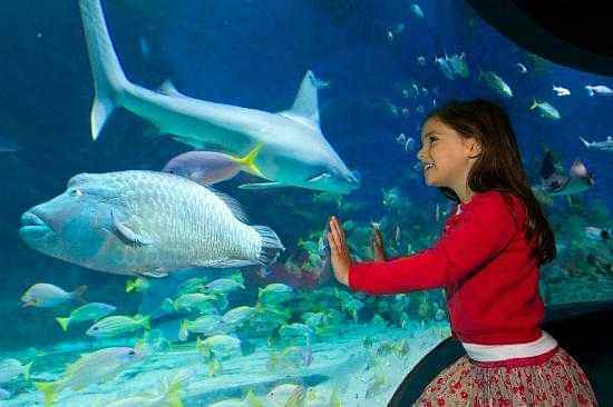 Melbourne Hop-on Hop-off Tour with admission to colourful Sea Life Melbourne Aquarium