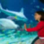 Melbourne Hop-on Hop-off Tour with admission to colourful Sea Life Melbourne Aquarium