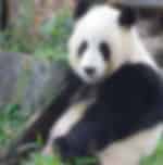 Visit the 2,500 rare animals and lush green locations at Adelaide Zoo - Admission