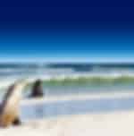 Happy day out at the Kangaroo Island with a fun tour amidst natural highlights