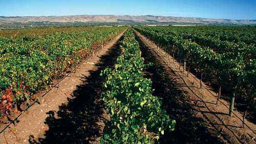 McLaren Vale Wine Tasting & Glenelg Beach Tour guided by experts with a visit to Almond Train & FruChocs Factory