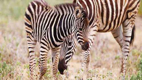 Venturing into an open-range sanctuary and educational centre with wildlife walking tracks at Monarto Zoo - Admissions