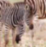 Venturing into an open-range sanctuary and educational centre with wildlife walking tracks at Monarto Zoo - Admissions