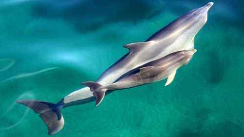 Dolphin Watching Cruise and Swimming Experience