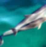Dolphin Watching Cruise and Swimming Experience