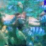 Experience Snorkelling at Tanjung Benoa