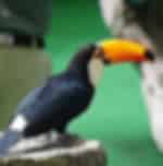 Jurong Bird Park with a tram ride on private basis (Closed from Jan 3 2023)