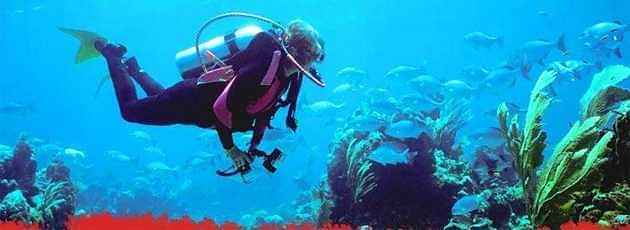 Drive from Coromandel and discovering the art of scuba diving at Hahei under expert's guidance