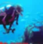 Drive from Coromandel and discovering the art of scuba diving at Hahei under expert's guidance