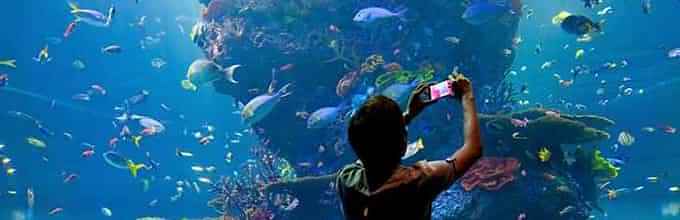 Make good memories at the Maritime Experiential Museum, Marine Life Park and SEA Aquarium