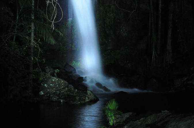 Informative walking tour amidst nocturnal rainforest arena and exposure to glow worms at the Mt Tamborine National Park