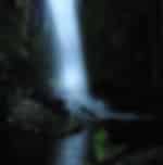 Informative walking tour amidst nocturnal rainforest arena and exposure to glow worms at the Mt Tamborine National Park