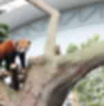 River Safari at river-themed wildlife park to spot endangered and rare marine species