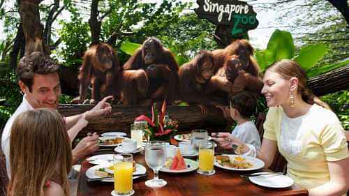  Unforgettable up-close experience with a  family of orangutans at Singapore Zoo