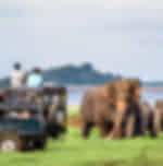 Yala National Park Full-Day Safari with Private Transfer, Jeep Safari and Entry Ticket