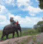 Elephant Trekking adventure at Siam Safari inclusive of meal options