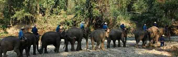 Elephant Jungle Trekking & River Rafting Tour