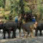Elephant Jungle Trekking & River Rafting Tour