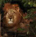 Night safari tour amidst the wildlife