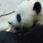 Exciting Chiang Mai Zoo Excursion