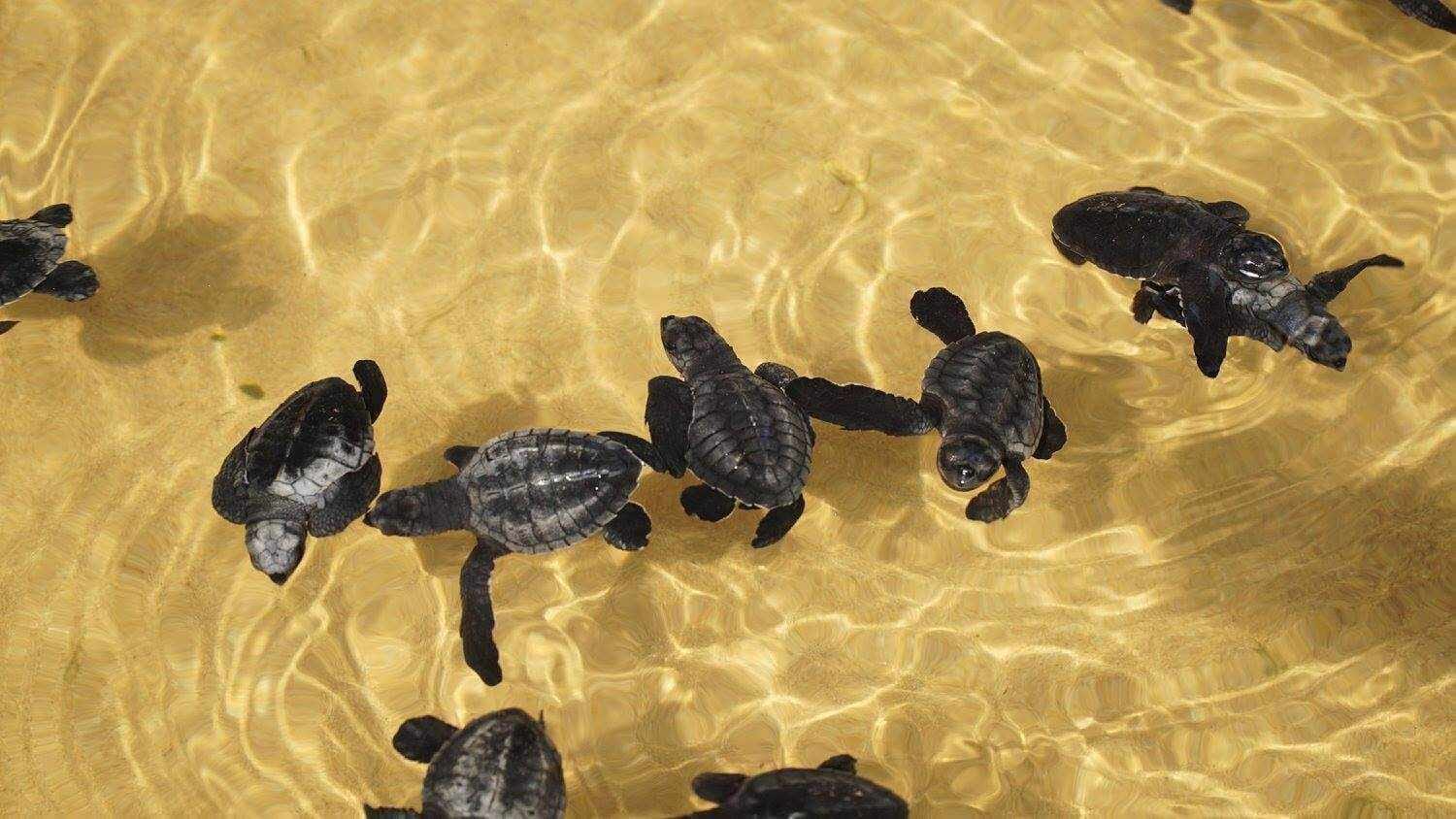 Transfer with Madhu River Ride, Turtle Hatchery and Water Sports En-Route