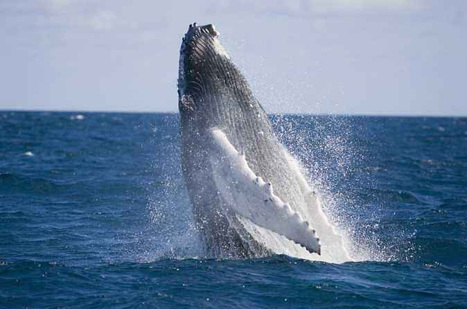 Whale Watching and Canal Cruise from Nerang River