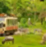 VinWonders and Safari Combo Ticket only