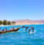Dolphin Watching Tour