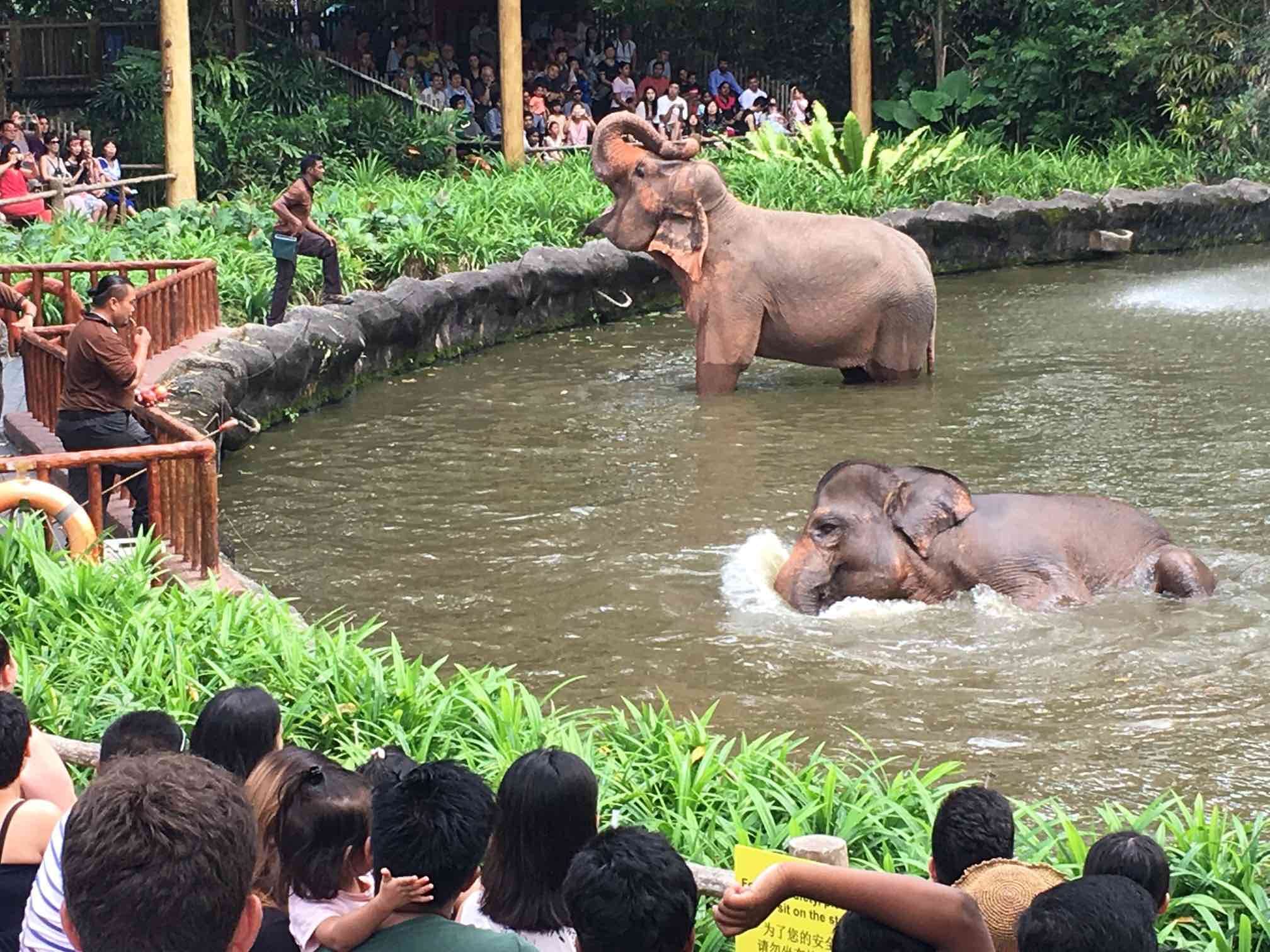 River Wonders with ARQ Boat Ride and Night Safari with Tram on Shared Transfers