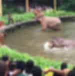 River Wonders with ARQ Boat Ride and Night Safari with Tram on Shared Transfers