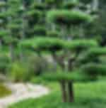 Nordpark's Japanese Garden